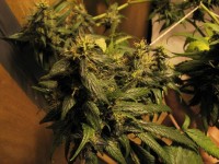Pure Kush Feminised picture