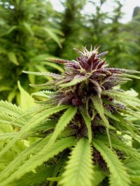 Purple Bud picture