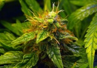 Purple Mazar Autoflowering   - 8 picture