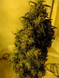 Purple Ryder Autoflowering picture