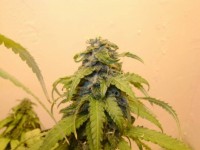 Purple Wreck picture