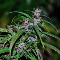 Purple Haze picture