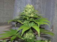 Red Diesel Feminised picture