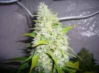 Red Dragon picture