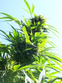 Roadrunner #2 Autoflowering Feminised picture