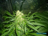Roadrunner Autoflowering Feminised picture