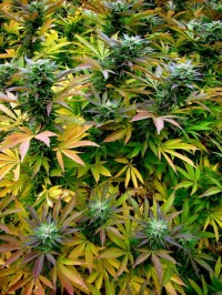 Royal Haze Automatic Feminised picture