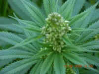 Royal Haze Feminised picture