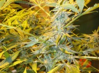 Ruderalis Indica picture