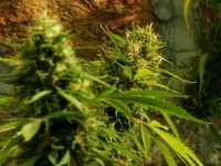 Ruderalis Skunk picture