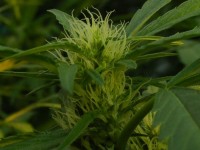 Sage n Sour Feminised picture