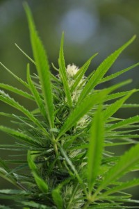 Santa Autoflowering   - 8 picture