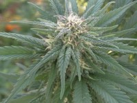 Santa Autoflowering Feminised  - 3 picture
