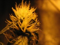 Santa Sativa Feminised picture