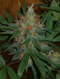 Sativa Champion Pack - 6 Feminised picture