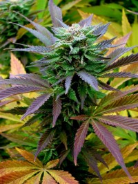 Sativa Feminised Collection picture