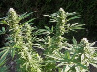 Sativa Indica Mix A Feminised picture
