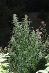 Sativa Indica Mix B Feminised picture