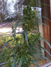 Sativa Indica Mix D Feminised picture