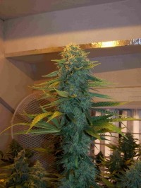 Sativa Indica Mix F Feminised picture