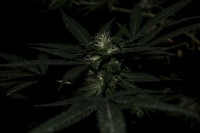 Sativa Mix Feminised  - 10 picture