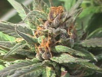 Sativa Mix Feminised picture