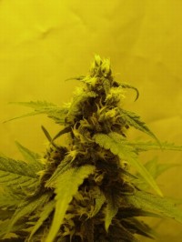 Sensi Skunk picture