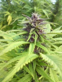 Sensi Star Feminised picture