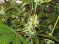 Silver Haze #9 Feminised picture