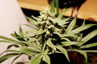 Silver Haze picture