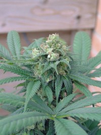 Silver Kush Feminised  - 6 picture
