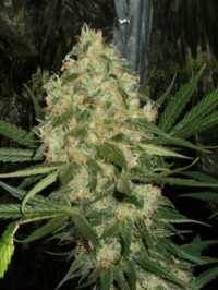 Skunk #1 Feminised picture