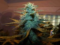 Skunk #1 picture