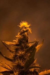 Skunk #11 Feminised picture