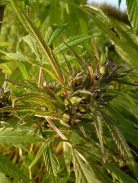 Skunk Haze Feminised picture