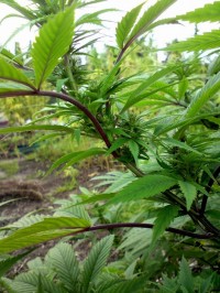 Skunk Haze picture