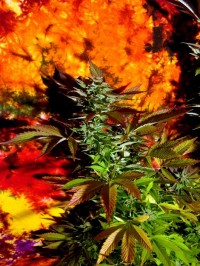 Skunk Haze picture