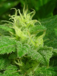 Skunk Kush picture
