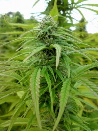 Skunk Mix picture