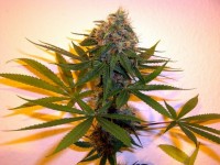 Sleestack x Skunk #1 100 picture