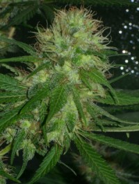 Snow Bud Feminised picture