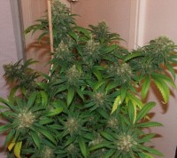 Sour Diesel picture