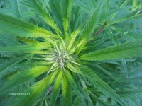 Sour Kush (aka Headband) Feminised picture