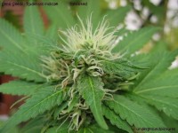 Sour Kush (aka Headband) picture