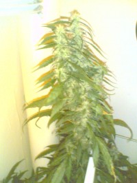 Sour P Feminised picture