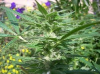 Special Kush #1 Feminised picture