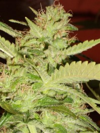 Speedy G Autoflowering   - 8 picture