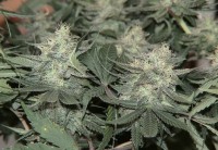 Speedy G Autoflowering Feminised  - 3 picture