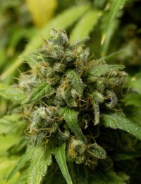 Strawberry Diesel picture