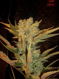 Sugar Babe   - 10 -d picture